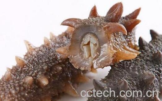 海参和什么不能一起吃 海参与什么食物相克-1