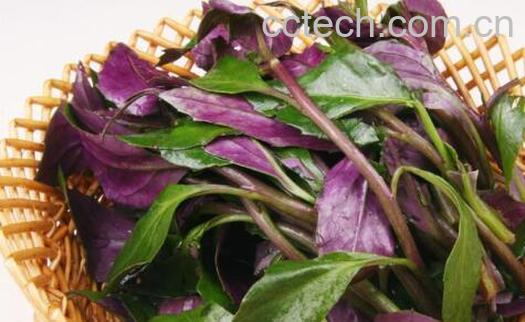 观音菜的功效与作用 观音菜的副作用-0