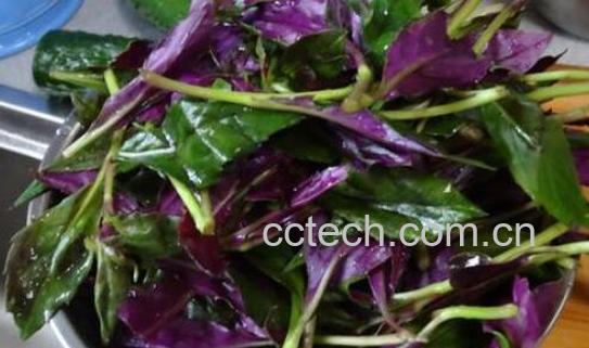 观音菜的食用注意事项和禁忌-0