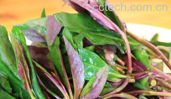观音菜的食用注意事项和禁忌-1