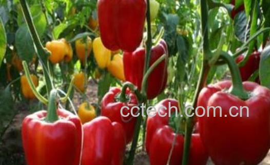 灯笼辣椒怎么做好吃 灯笼辣椒如何腌制-0