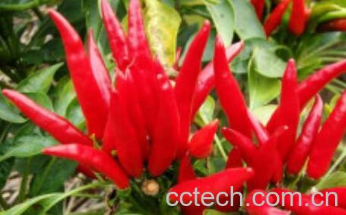 灯笼辣椒和子弹头辣椒区别-0