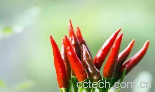 子弹头和朝天椒的区别-0