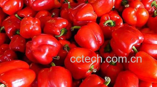 灯笼辣椒和子弹头辣椒区别-1