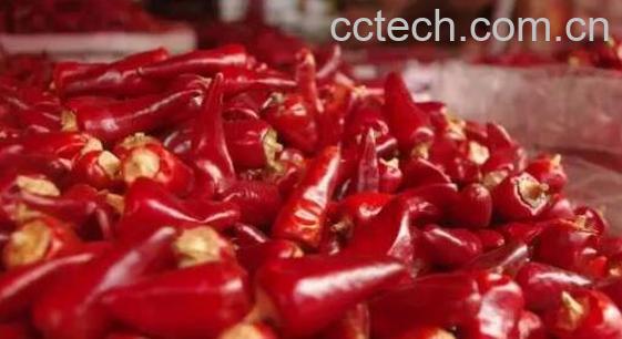 子弹头和朝天椒的区别-1