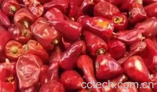 子弹头和二荆条的区别-0