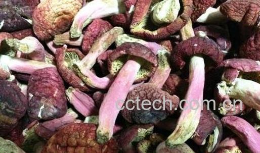 血菇怎么做好吃 血菇的家常做法-0