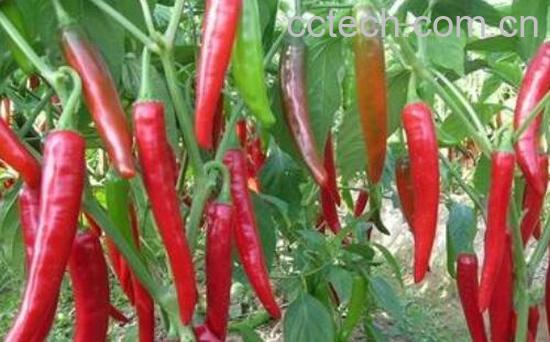 辣椒美容的功效与作用-0
