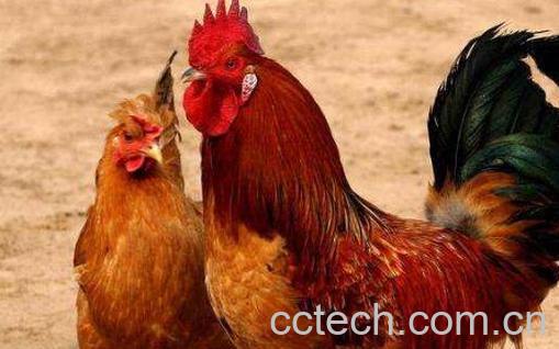 公鸡和母鸡的区别 公鸡和母鸡哪个更有营养-0