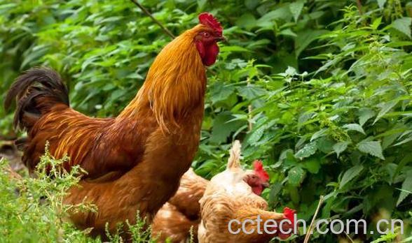公鸡和母鸡的区别 公鸡和母鸡哪个更有营养-1