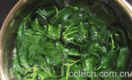 辣椒叶的功效与作用及禁忌-0