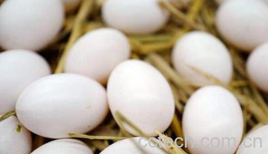 鸽子蛋和鸡蛋营养对比-0
