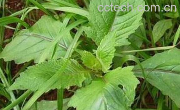 革命菜的功效与作用 革命菜的食用禁忌-0