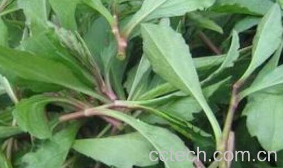 革命菜的功效与作用 革命菜的食用禁忌-1