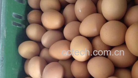 鸽子蛋和鸡蛋营养对比-1