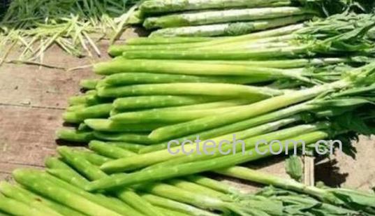 贡菜和莴笋的区别 贡菜的吃法-0