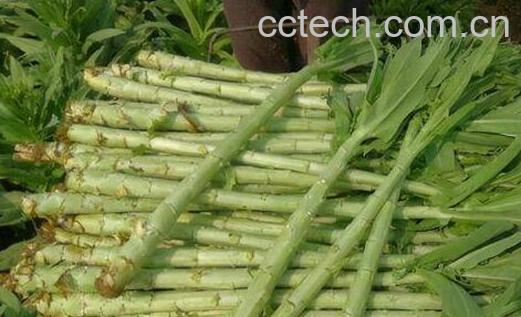 贡菜和莴笋的区别 贡菜的吃法-1