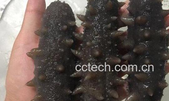 干海参怎么保存 干海参的正确保存方法-1