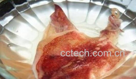 干鱿鱼怎么泡发 干鱿鱼的正确制作方法-1