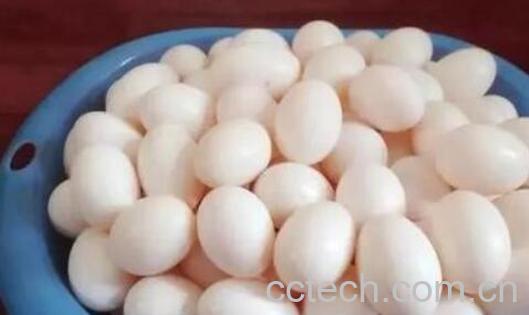 鸽子蛋怎么吃最营养 鸽子蛋的正确食用方法-0
