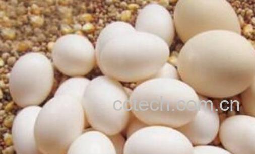 鸽子蛋怎么吃最营养 鸽子蛋的正确食用方法-1