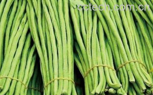 缸豆和豇豆有什么区别 吃豇豆的好处-0