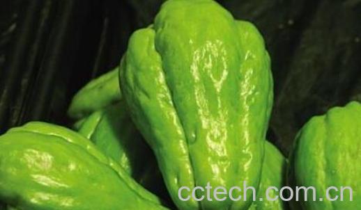 佛手瓜的功效与作用 吃佛手瓜的禁忌-0