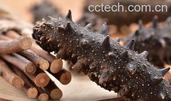 怎样发干海参最好 泡发好的海参怎么保存-0