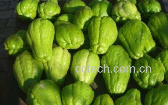 佛手瓜的功效与作用 吃佛手瓜的禁忌-1