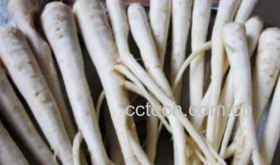 人参蔓菁的功效及副作用-0