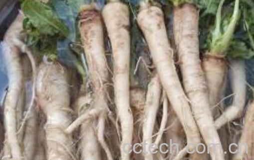 人参蔓菁的功效及副作用-1