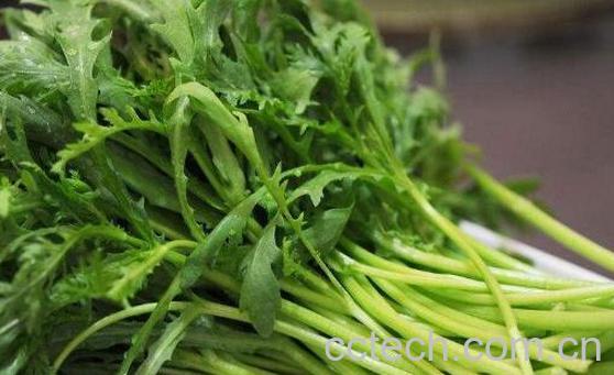 男人吃茼蒿有什么坏处-1