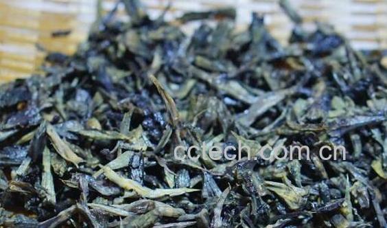 干巴菌的功效与药用价值-0