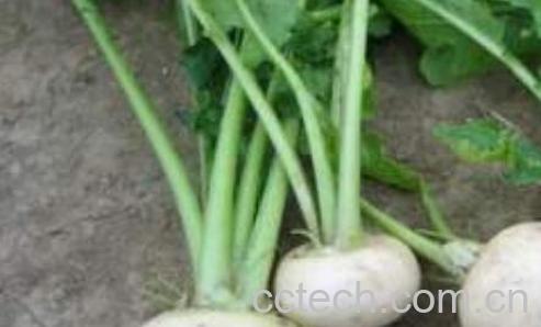 蔓菁疙瘩的功效 蔓菁疙瘩怎么做好吃-0