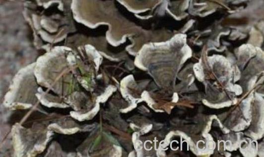 干巴菌的功效与药用价值-1