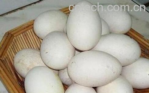 鹅蛋不能和什么一起吃-1
