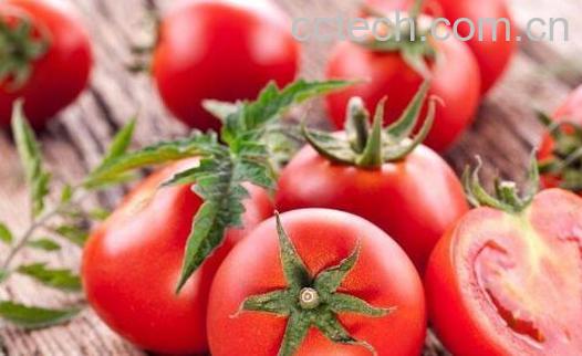 西红柿和番茄的区别-0