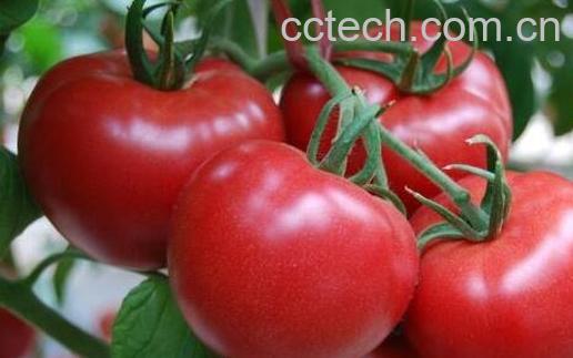 西红柿和番茄的区别-1