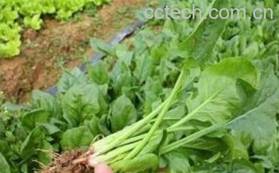 蔓菁叶的功效及副作用-1