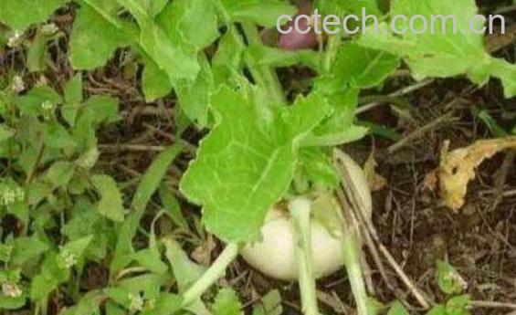 蔓菁叶的功效及副作用-0