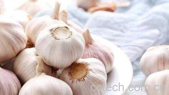 癌细胞最怕的三种蔬菜-0