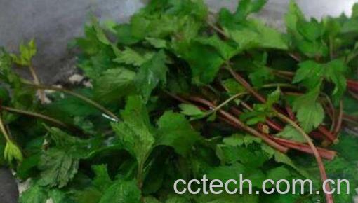 珍珠菜的功效和作用 珍珠菜的禁忌-0