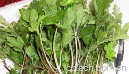 珍珠菜的功效和作用 珍珠菜的禁忌-1