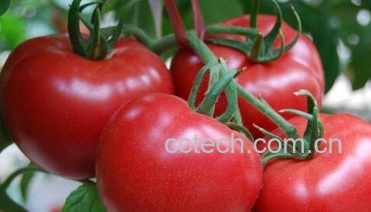 癌细胞最怕的三种蔬菜-1