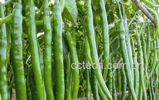 二荆条和线椒的区别-1