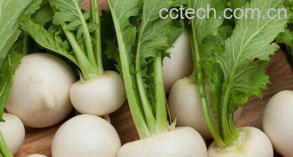 蔓菁和萝卜的区别-0