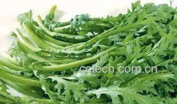 女人吃茼蒿的好处与坏处-0