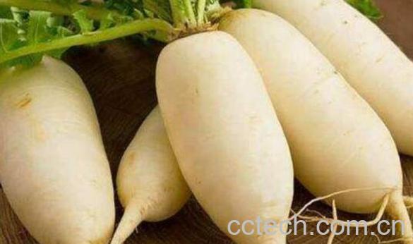 蔓菁和萝卜的区别-1