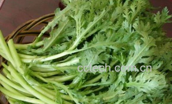 吃茼蒿的好处有哪些 吃茼蒿的危害-0