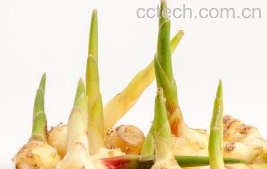 生姜发芽能吃吗 发芽的土豆能吃吗-0